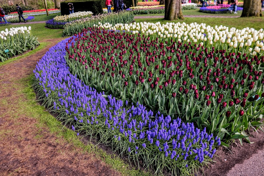 Парк Keukenhof, Ouddorp и Rotterdam "на закуску" - апрель 2017