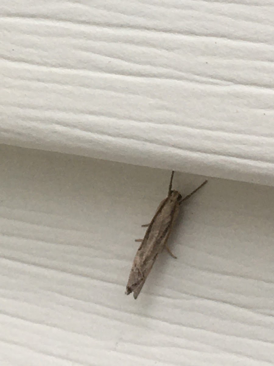 Sod Webworm Moth