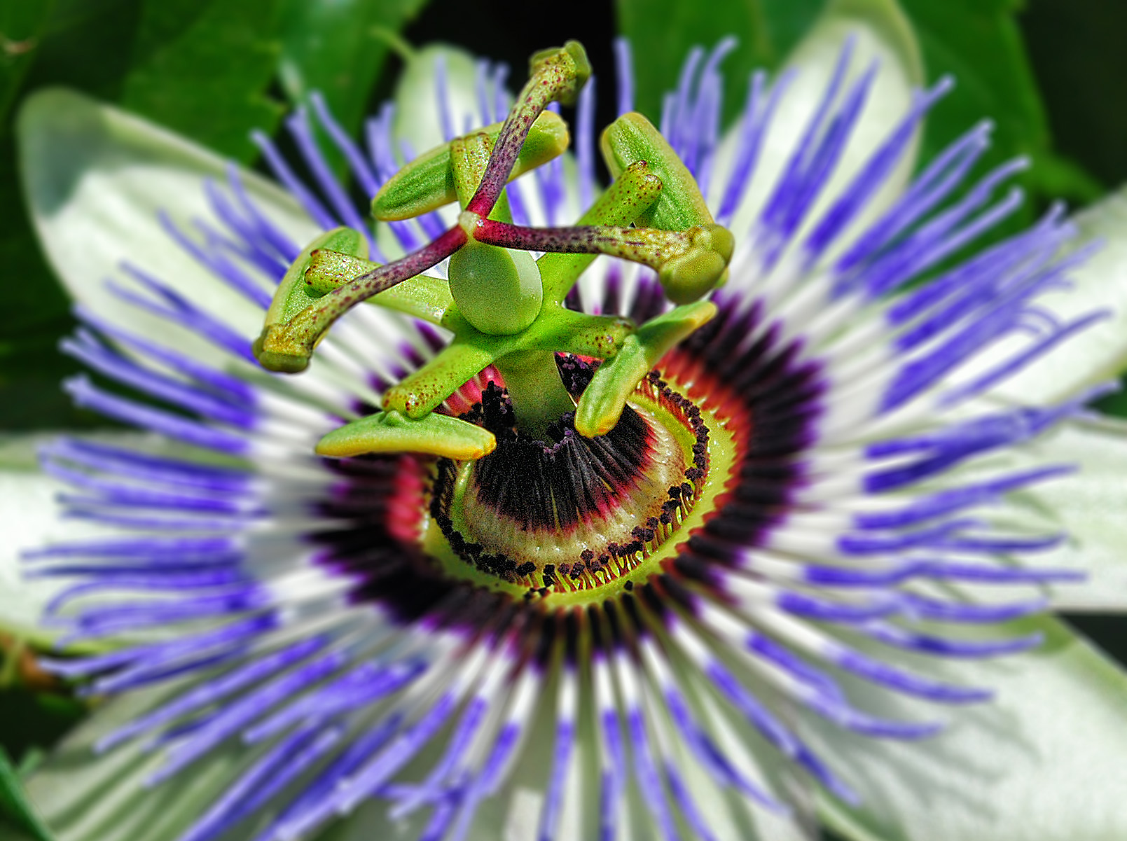 Dettagli della Passiflora di Diana Cimino Cocco