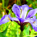 Blue Flag Iris (Wildflower)