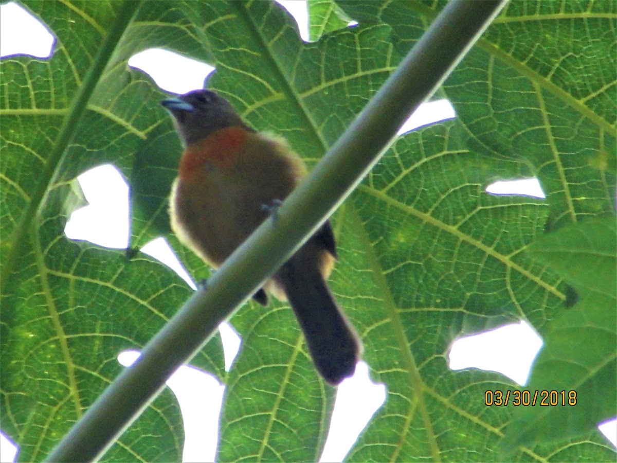 Tanager