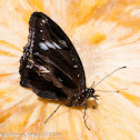 Great Eggfly