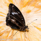 Great Eggfly