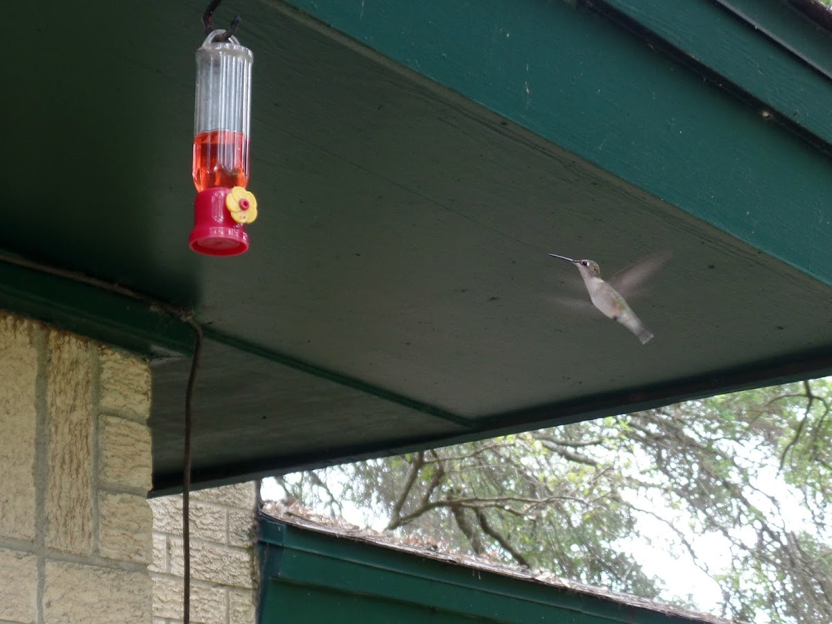 Ruby-throated Hummingbird