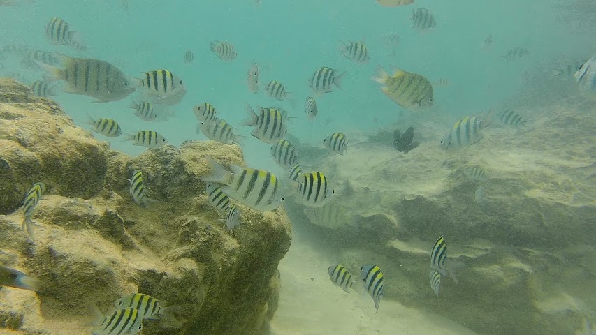 Pulau Kapas Island Fish