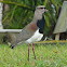 Southern Lapwing