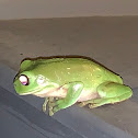 Australian green tree frog