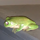 Australian green tree frog