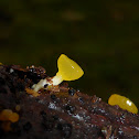 Yellow Stalked Jelly Fungi