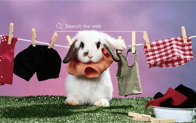 Funny Rabbits HD Wallpapers Theme