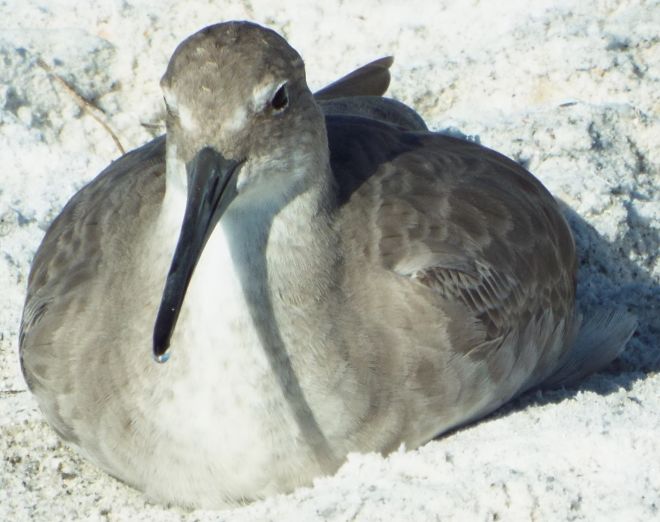 Willet