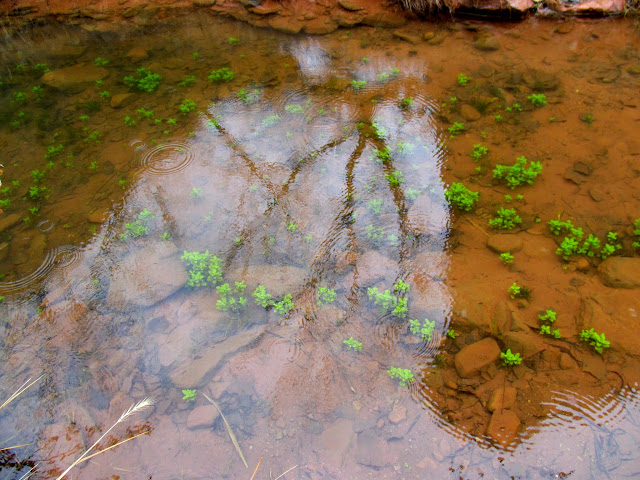 Rain and reflection