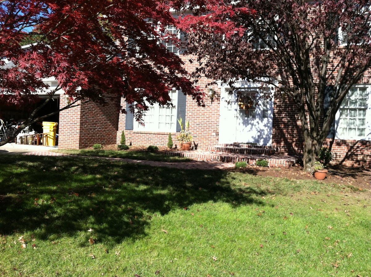 japanese maple