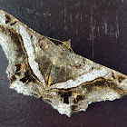 White-Banded Moth