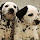 Dogs & Puppies Wallpapers |GreaTab