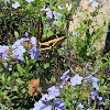 Western Giant Swallowtail Butterfly