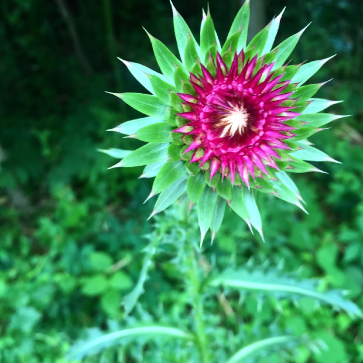 Milk Thistle