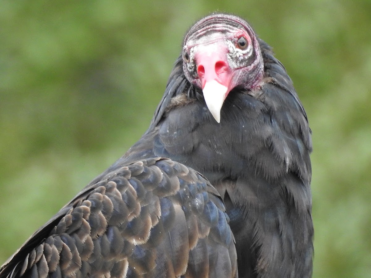 Turkey Vulture | Project Noah