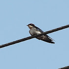 Wire-tailed Swallow