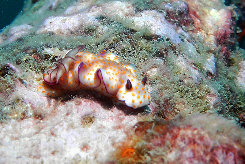 Hypselodoris bollandi