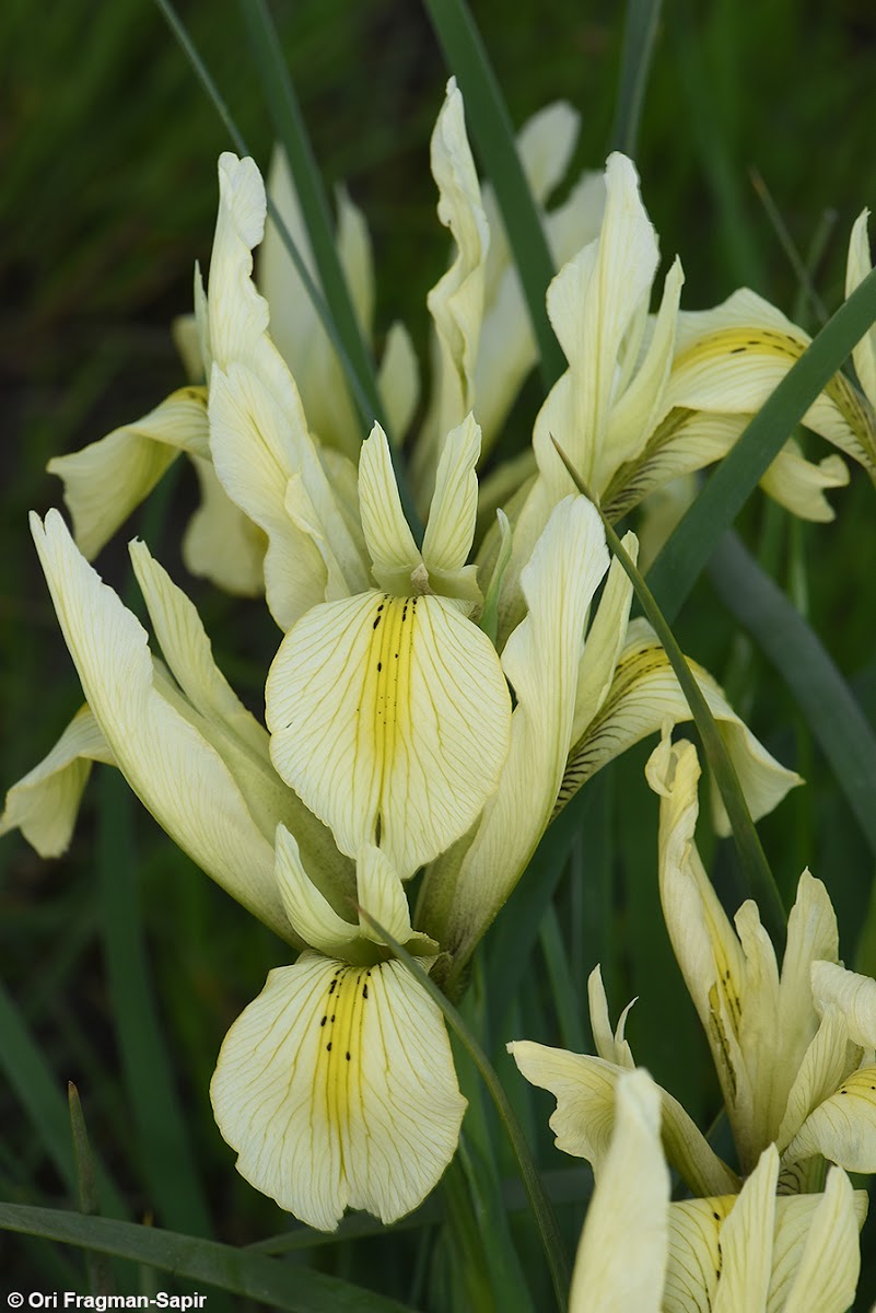 Grant-duff's iris