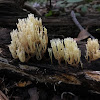 Crown-tipped coral mushroom