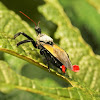 Bee Killer Assassin Bug