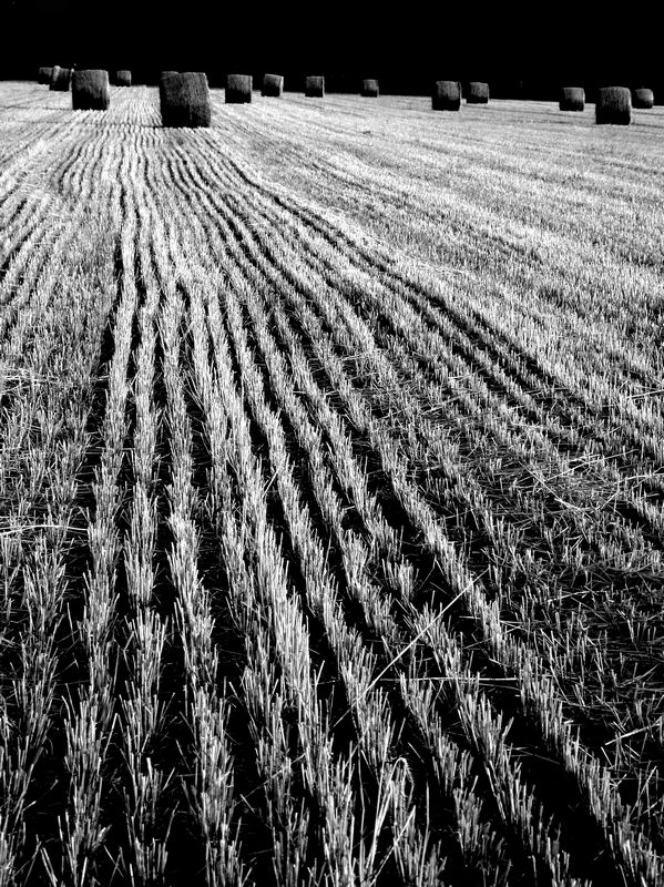 Campagna Friulana di tritone