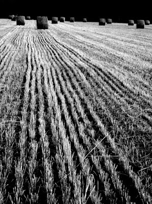 Campagna Friulana di tritone