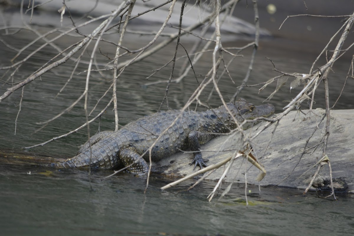 Spectacled Caiman