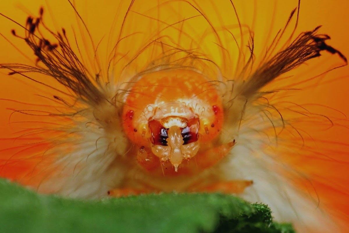 Tussock Moth Caterpillar