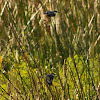 Belted Kingfisher