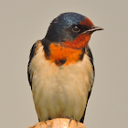 Barn swallow