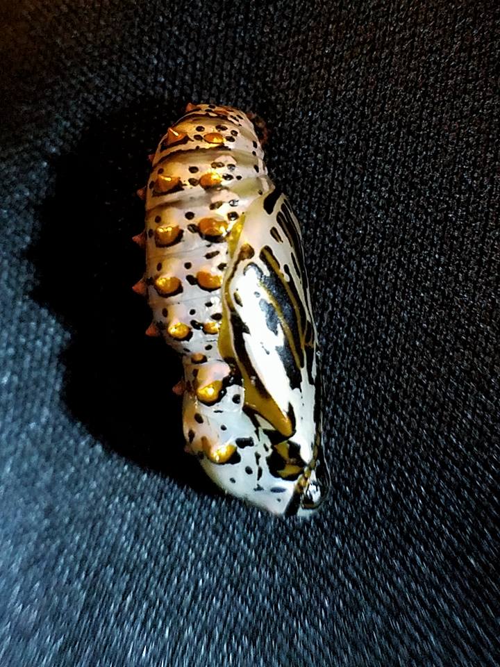 Variegated Fritillary (Chrysalis)