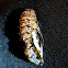 Variegated Fritillary (Chrysalis)