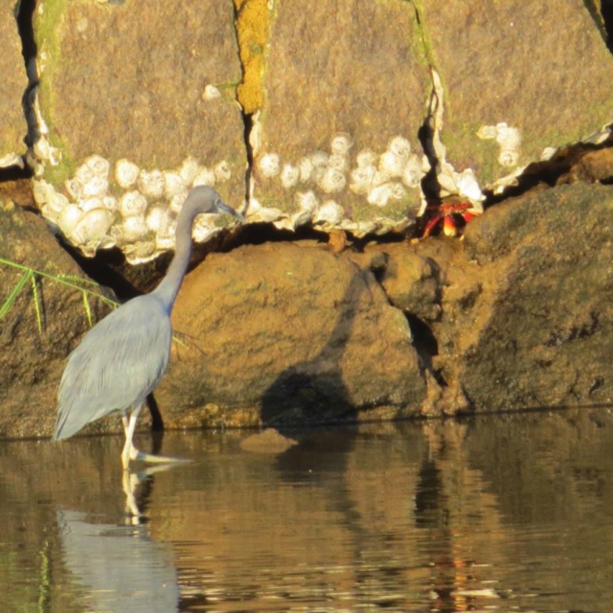 Little blue heron (with mangrove root crab)