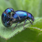 Item logo image for Beetles on a leaf
