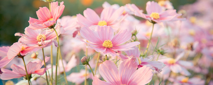 Cosmos Flowers HD Wallpapers New Tab Theme marquee promo image