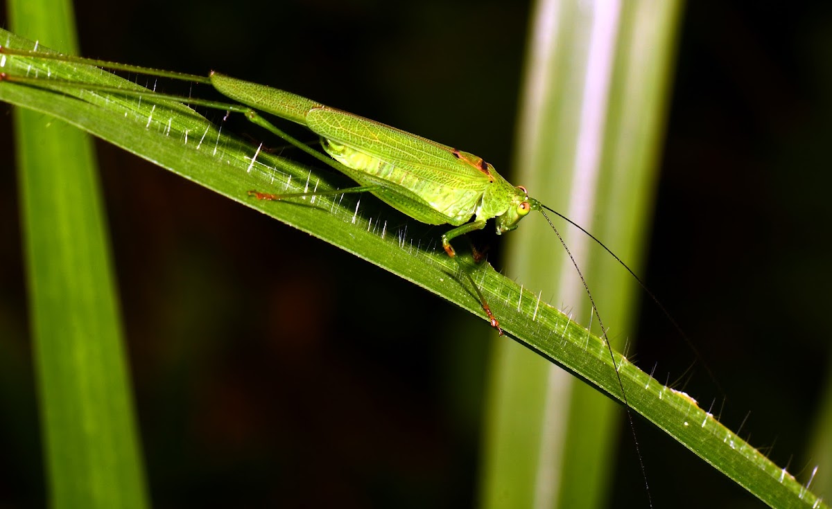 Katydid