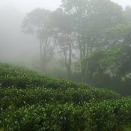 台灣農林熊空茶園