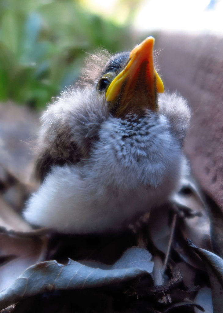 Noisy Miner chick (fallen nestling)