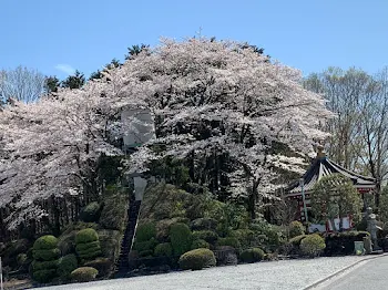 ありがとう