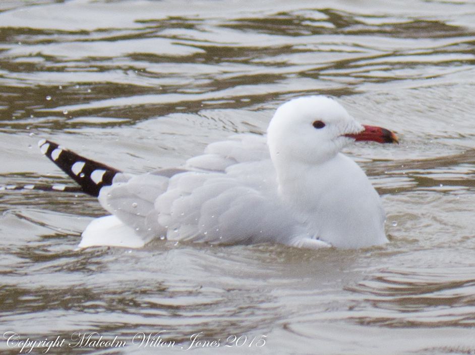 Audouin's Gull; Gaviota de Audouin