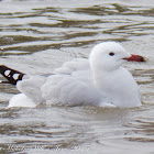 Audouin's Gull; Gaviota de Audouin