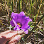 Showy prairie gentian