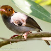 Ashy Tailorbird