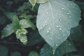 雨は、嫌いじゃない。