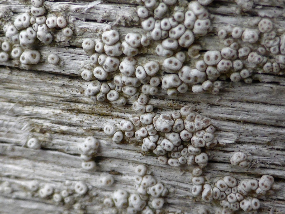 Coccotrema Lichen