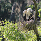 Wood Stork