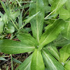 Shiny Cudweed